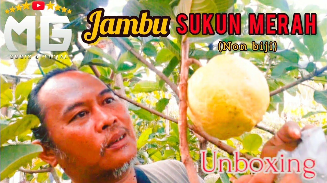 JAMBU SUKUN MERAH (UNBOXING) 🌱RUMAH TABULAMPOT
