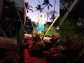 KAULA LUAU Live Highlight 