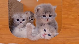 It's so cute how the kitten hides in its cage even when its mother tells it to exercise...