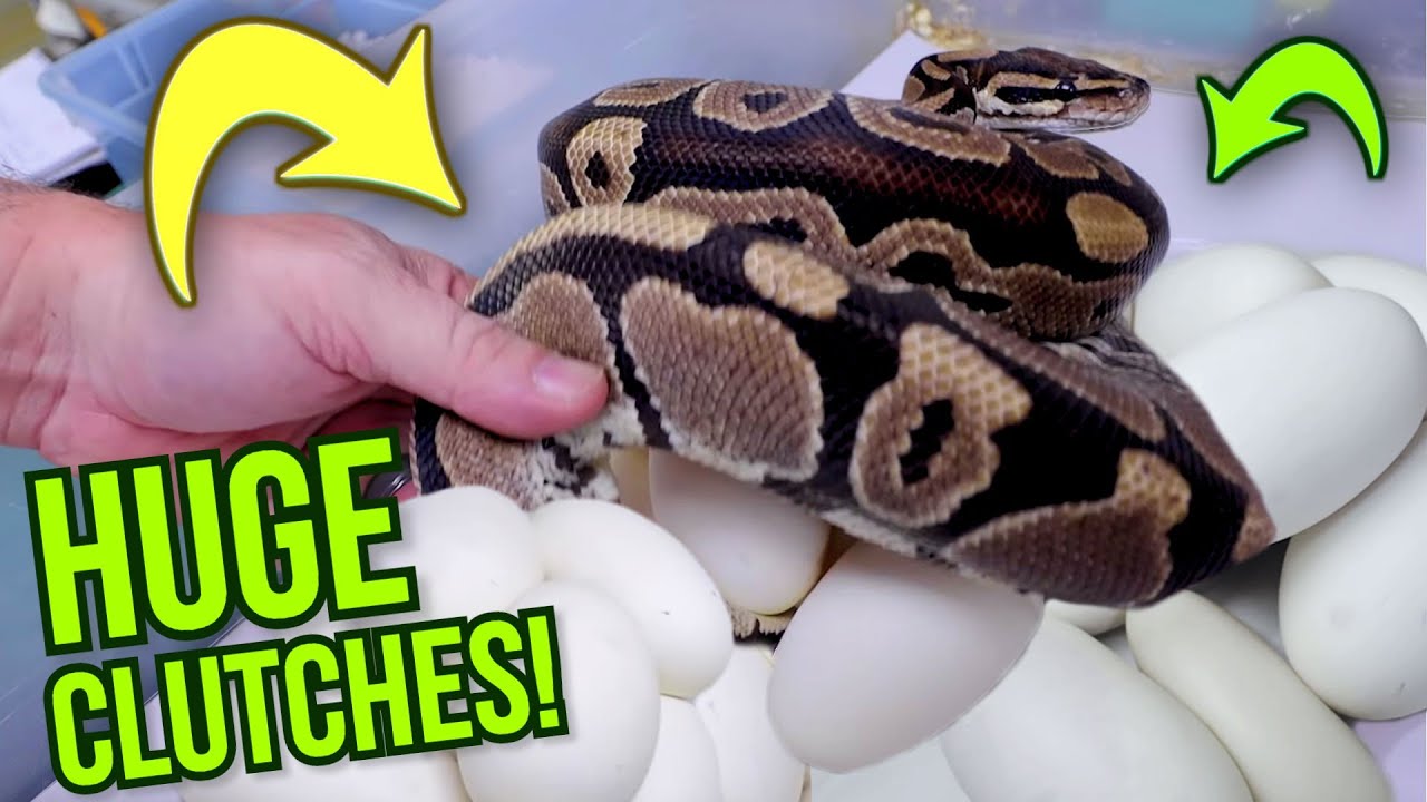 vlogs in spanish 3 HUGE BALL PYTHON CLUTCHES AND FACING MY BIGGEST FEAR! | BRIAN BARCZYK