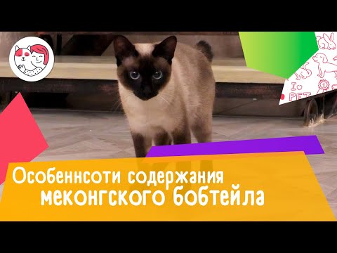 5 особенностей содержания меконгского бобтейла