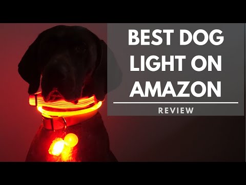 best-dog-light-on-amazon-review---$9-vs-$35