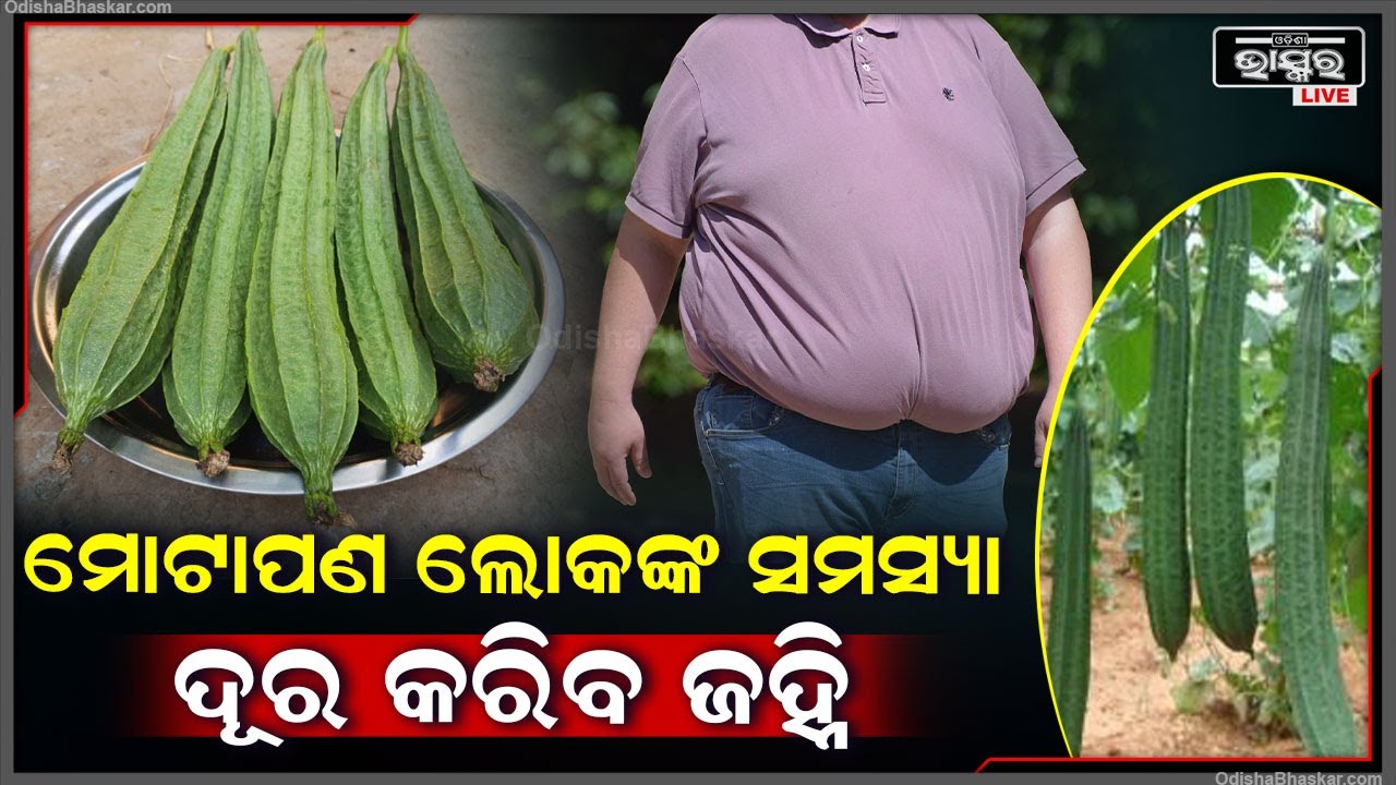 ମୋଟାପଣ ଲୋକ ପାଇଁ ଆସିଲା ଖୁସି ଖବର, ଜହ୍ନି କରିବ ମେଦବହୁଳ ଲୋକ ସମସ୍ୟା ଦୂର |