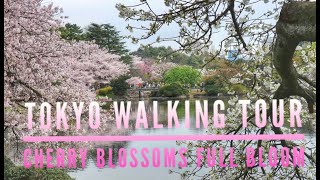 Tour Tokyo Japan (Cherry Blossom Season)