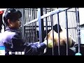 Panda bei bei  nanny su