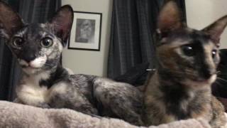 Real life gremlins.  Oriental Shorthair kittens by Brent Lillard 594 views 7 years ago 39 seconds