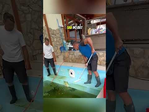 Hóa ra đây là cách họ dọn dẹp hồ bơi mà không cần thay nước#daochieu #shorts