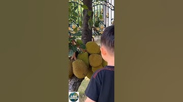 The Explosive Sandbox Tree: Nature