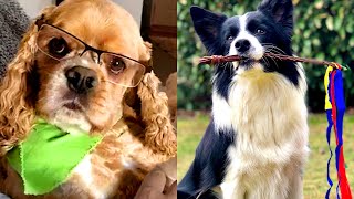 Who Wins: Cocker Spaniel vs Border Collie | Funny Pet Videos