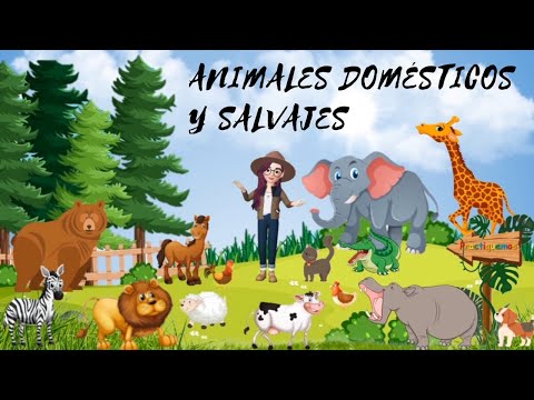 Video: Animales salvajes frente a animales domesticados: por qué la domesticación no tiene nada que ver con el grado de peligrosidad de las mascotas