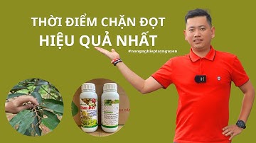 Thời Điểm Chặn Đọt Hiệu Quả Nhất | Nông Nghiệp Tây Nguyên