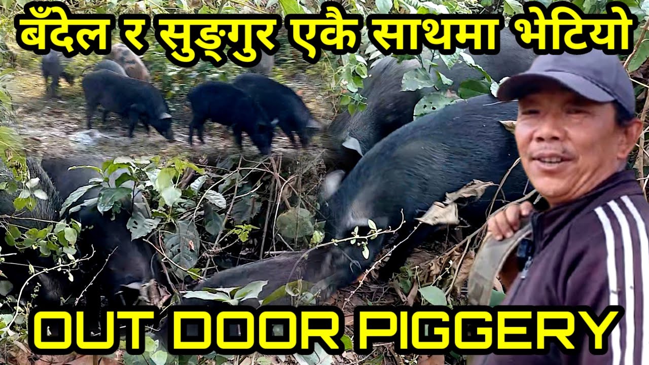 500 बँदेल चर्ने जङ्गलमा खोज्दै जादा जङ्गलको बिचमा बल्ल भेटियो तर घर फर्काउन सकिएन Out Door Piggery