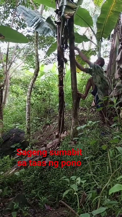 Sageng sumabit sa taas ng pono