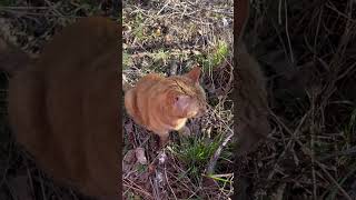 Cat in nature