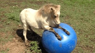 Funny Animal Videos 2023  Best Funniest Videos Of The Month