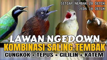🔴KOMBINASI CUCAK CUNGKOK - TEPUS KEPALA ABU - KAPAS TEMBAK - CILILIN setiap 20 detik jeda 10 detik