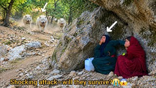 Horrible moment: Wild wolves attack a nomadic family in an abandoned cave