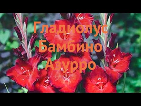Гладиолус бамбино Азурро