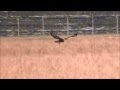 Slowmotion:Long-legged Buzzard catches prey / Arendbuizerd vangt prooi (Buteo rufinus)