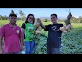 TURNIPS (SINGKAMAS) FARMING Kayang kumita ng 200,000.00 per hectare sa mababang capital