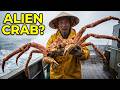 The Deadly Truth Behind the World's Most Expensive Seafood