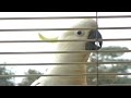 Wild Cockatoo wants fake sunflower