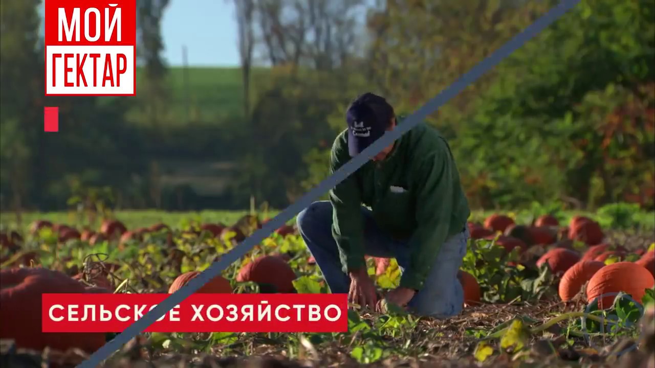 Мой гектар на волге