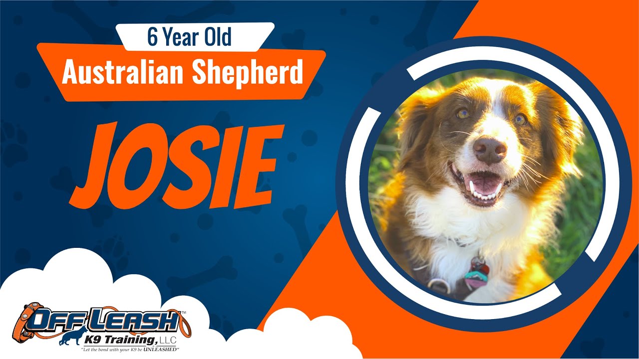 Best Australian Shepherd Dog Training Salinas Josie YouTube