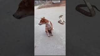 shorts youtube shorts video snake vs dog viral ???