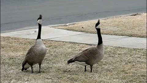 Canada Geese Honking & Flying Off