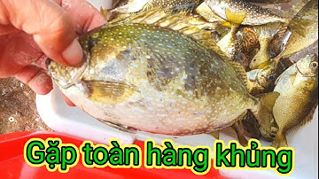 VUONG LT VLOG | câu cá biển | Hòn khô nhơn nhơn hải gặp toàn cá khủng _ cá giò_ cá hiếu _cá chang