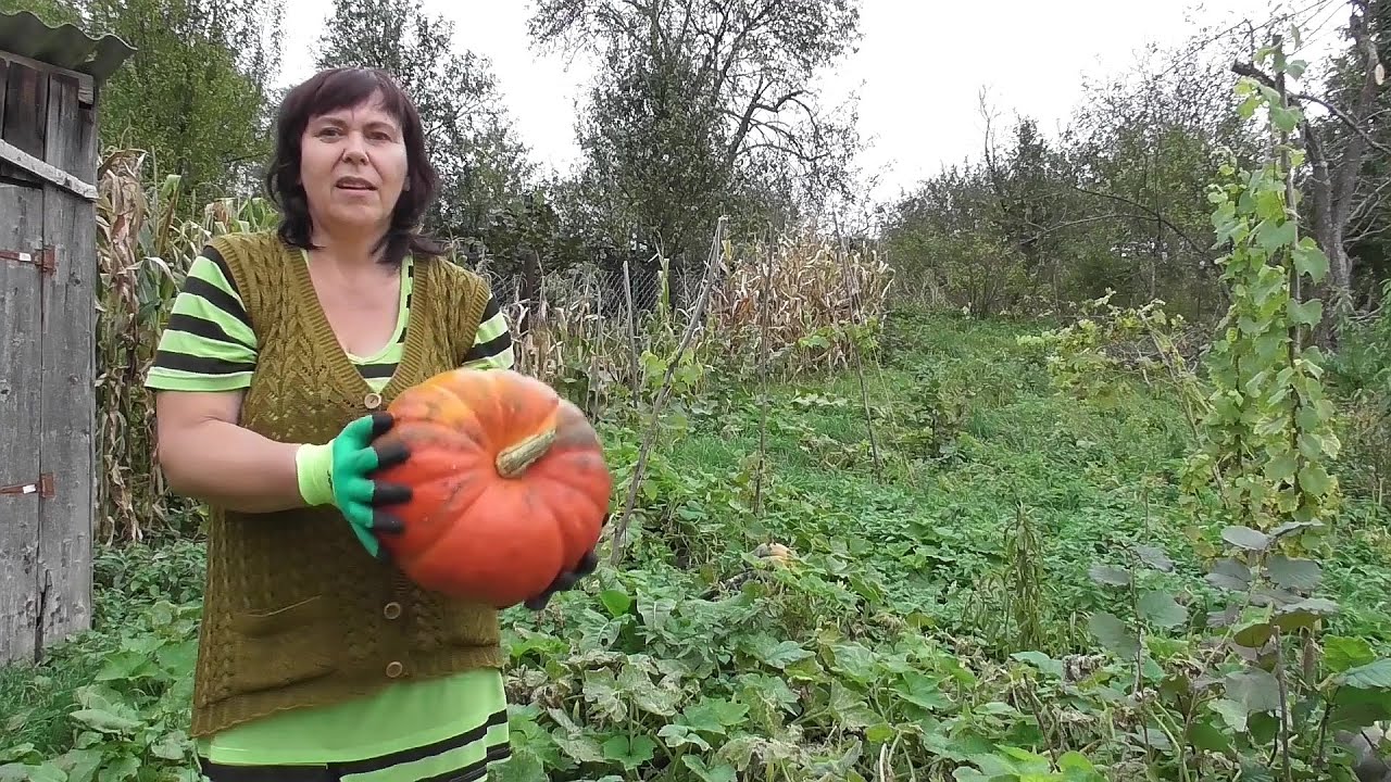 Нарешті  котик  отримав ім'я й при тому українське 💛 💙