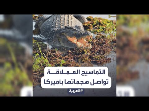 هجوم شنيع لتمساح عملاق يلتهم أميركية بين فكيه ويسبح بها 