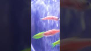 The baby fish is very smooth?? Ep 04fish batta battafish shorts short