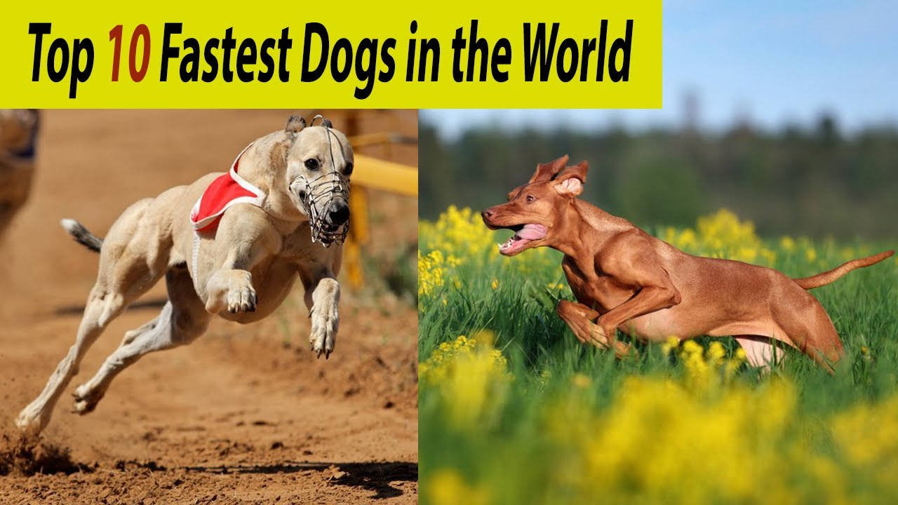 top 10 fastest dog in the world