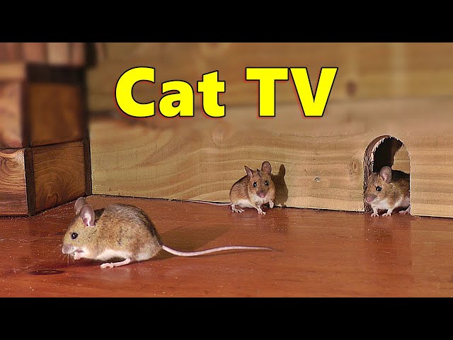 Cat TV ~ Mice in The Jerry Mouse Hole 🐭 8 HOURS 🐭 Videos for Cats class=