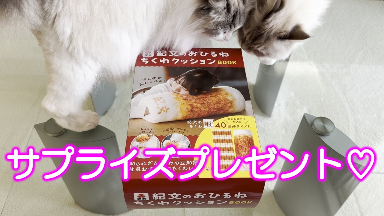 わが家にもやっと紀文のちくわクッションが届きましたが、とても残念な結果になりました！