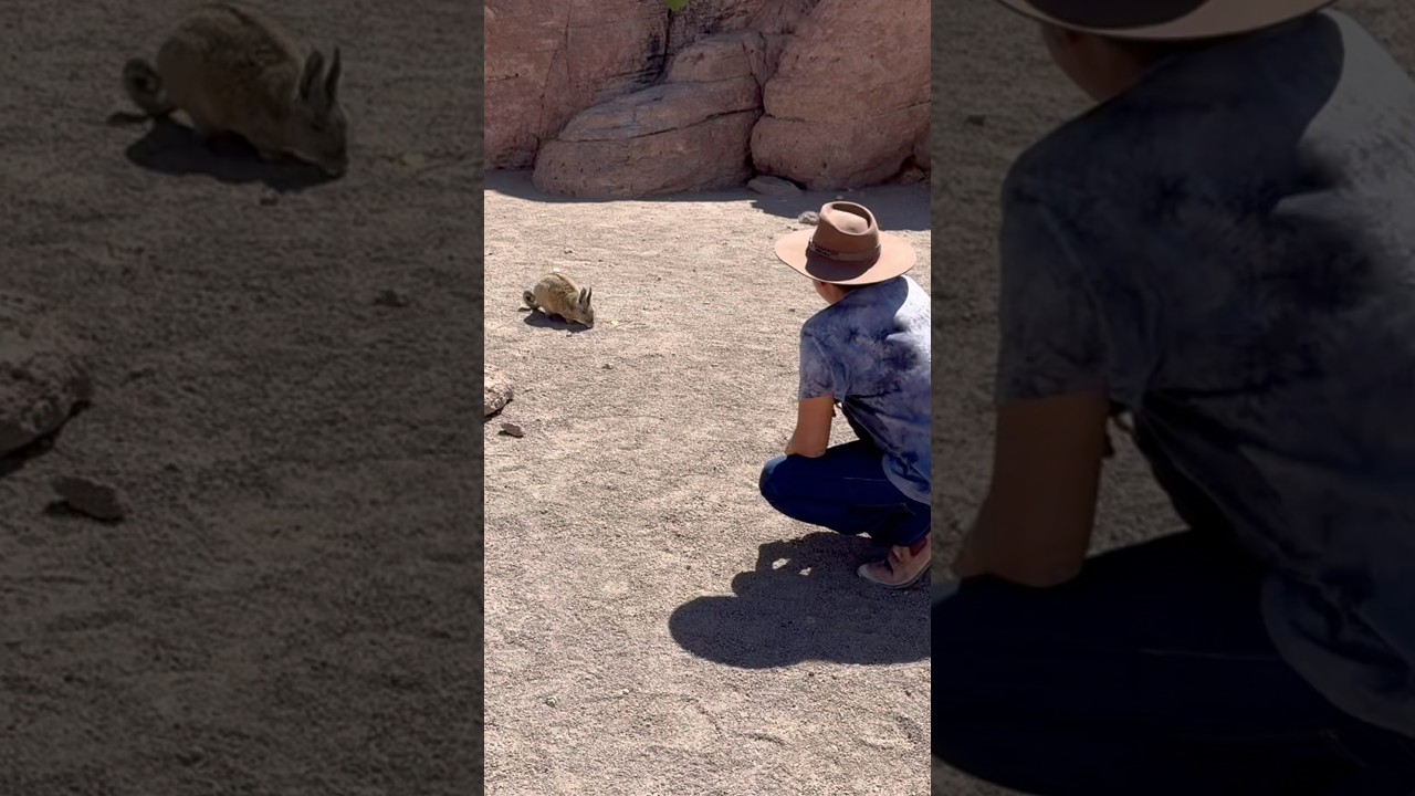 Кормление вискачи в Боливии 🇧🇴