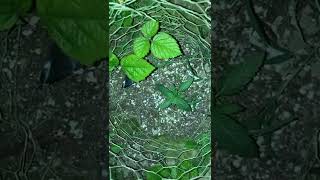 Uk gorilla grow auto update 🦍🇬🇧🌱
