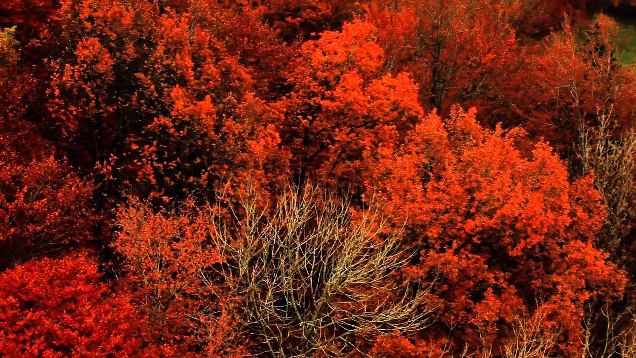 Vereinsanlass 16. Mai 2026: Sihlwaldführung mit Apéro
