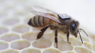 Honey bees with 'backpacks'
