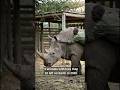 These 3 Animals May Disappear Next…