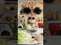 Scottish Fold cat enjoys eating cabbage😺😁