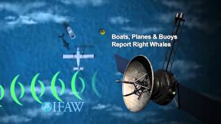 IFAW Whale Alert App Animation screenshot 2