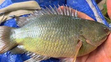 Tập 186 - Câu Cá Rô Đồng Trúng Khu Cá Vừa Bự Vừa Ú Cỡ Này Mới Đã