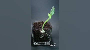 Bean Sprouting Time Lapse