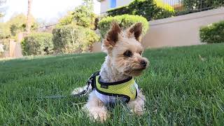 Yorkie Jack And A Bird