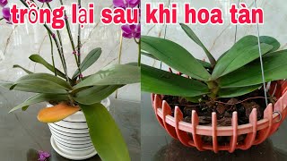 Tổng hợp 8+ loại chậu trồng hoa lan hồ điệp tốt nhất