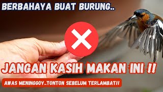 “STOP GIVING THEM THIS!” 😱 8 Foods That Are Dangerous for Birds, Number 5 Is Often Considered Safe!