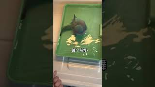 给你们看看小鸟缩水后的样子#鹦鹉 #萌宠 #带标识合法鹦鹉